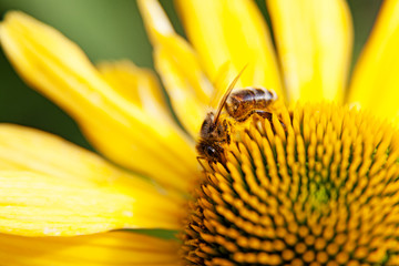 bee sucking nectar from yellow flower in Umea