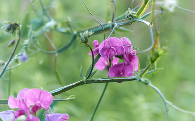 Flowers in meadow. Close up. 