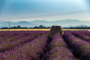 view of the lavender fields and cabanon stones and alps