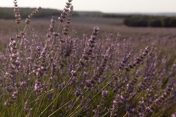 Beautiful landscape of lavender fields