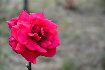 Obraz premium One red rose in the garden on a summer day.