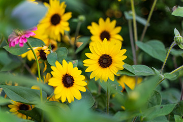 Sunflowers 