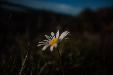 yellow flower on a background of blue sky