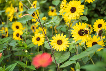 Obraz premium Sunflowers in the Garden