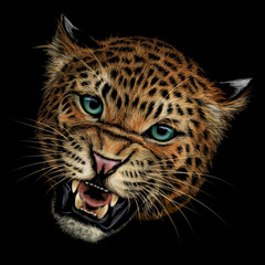 Growling leopard. Color, hand-drawn portrait of a growling leopard on a black background.