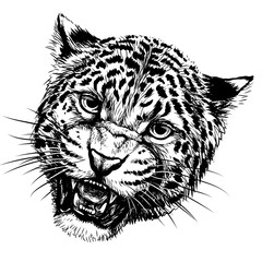 Growling leopard. Graphic, hand-drawn portrait of a snarling leopard on a white background.