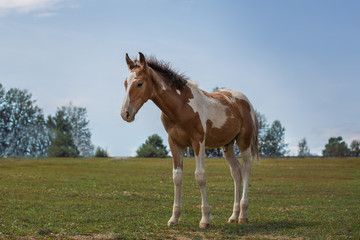  Pinto foal stands on the grass on a sunny day