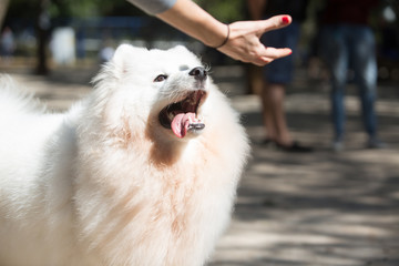Japanese Spitz is a breed of spitz dogs from Japan