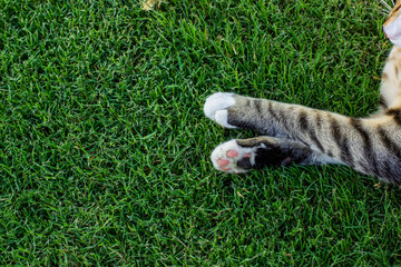 nice cat paw lay on a green grass background space for copy or text, animal shelter concept wallpaper pattern 