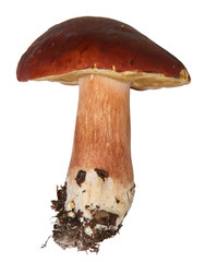 Boletus edulis isolated on white background. Close up. Mushroom