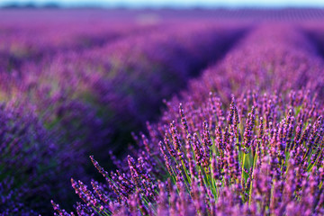 View of the lavender fields