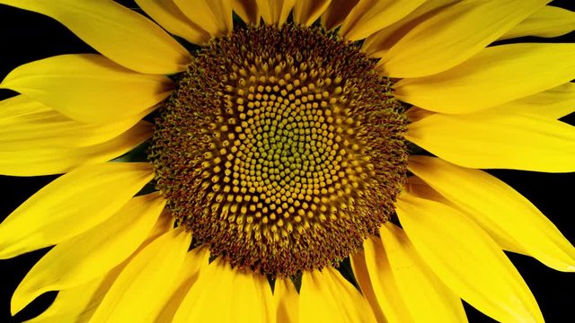 Yellow Sunflower Head Blooming in Time Lapse