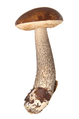 boletus. Forest mushrooms isolated on white background.