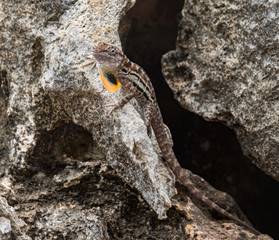 A small lizard in the mundi of Curacao Island