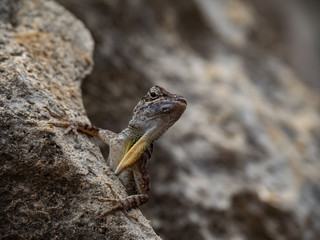 A small lizard in the mundi of Curacao Island