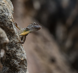 A small lizard in the mundi of Curacao Island