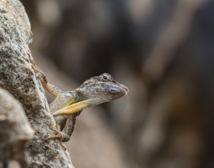 A small lizard in the mundi of Curacao Island