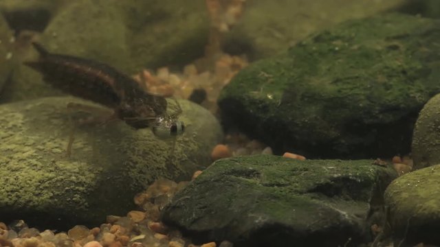 Dragonfly nymph captures backswimmer 1165 5