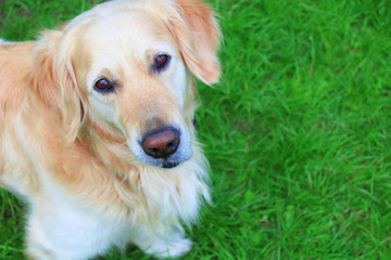 A beautiful retriever on the grass. Close-up. Background. Texture.