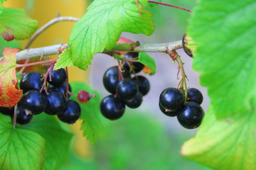 Black currant. Berries close up. Background.