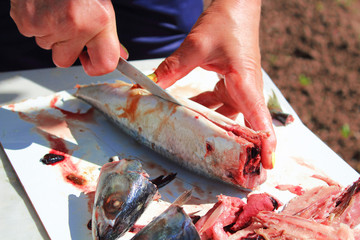 A woman cuts and cleans fish with a knife. Close-up. Background.