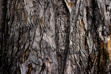 bark of a tree