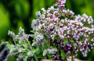 Various fresh medicinal herbs. Raw Oregano and Melissa bouquet. 