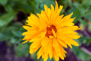 A close-up image of an orange calendula. Macro herbal tea calendula plant flower. 