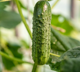 Fresh Organic Cucumbers Growing in Greenhouse. 