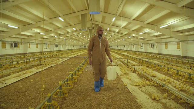 Farmer controlling the process of chicken growing on poultry farm