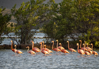Sunset at the Jan Kok salt pan on the Caribbean island of Curacao