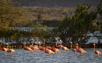 Sunset at the Jan Kok salt pan on the Caribbean island of Curacao