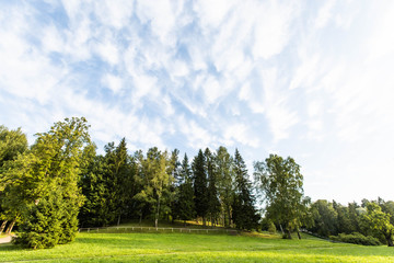 summer forest landscape in Pavlovsk Park 