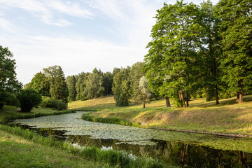 Fototapeta na wymiar summer forest landscape in Pavlovsk Park 