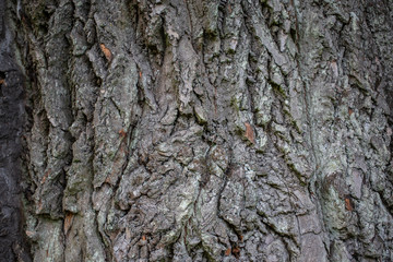 wooden texture