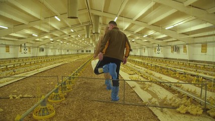Farmer with engineer checking the process of chicken growing on poultry farm