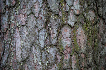 wooden texture