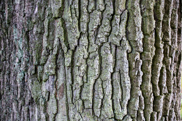 Fototapeta premium wooden texture