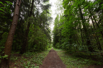 Fototapeta premium forest path from the threes 