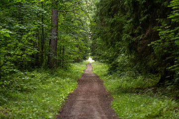 Fototapeta na wymiar forest path from the threes 