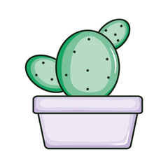 cactu plant exotic in ceramic pot