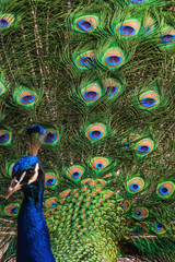 Naklejka na ściany i meble Peacock portrait with tail feathers fanning.