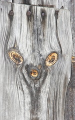 supernatural bizarre alien face of knots on textured wood plank