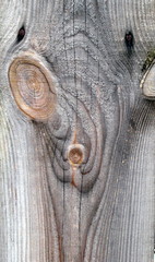 supernatural bizarre alien face of knots on textured wood plank