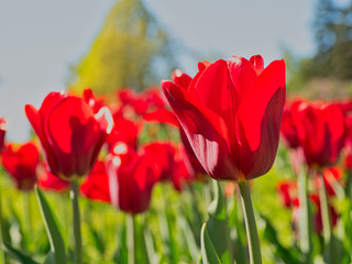 Tulip flowers background