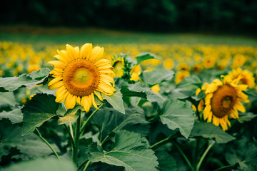 sunflowers in a very large sunflower field in the summer fall at harvest