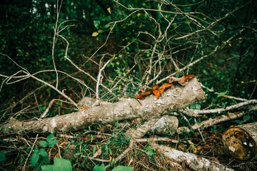 fall colored orange and red leaves on a branch int he forest
