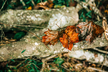 fall colored orange and red leaves on a branch int he forest