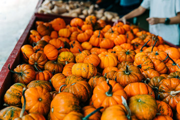 Bin of small pumpkins for fall decoration sold at a pumpkin patch farmer's market