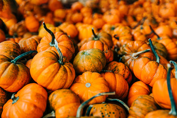 Bin of small pumpkins for fall decoration sold at a pumpkin patch farmer's market